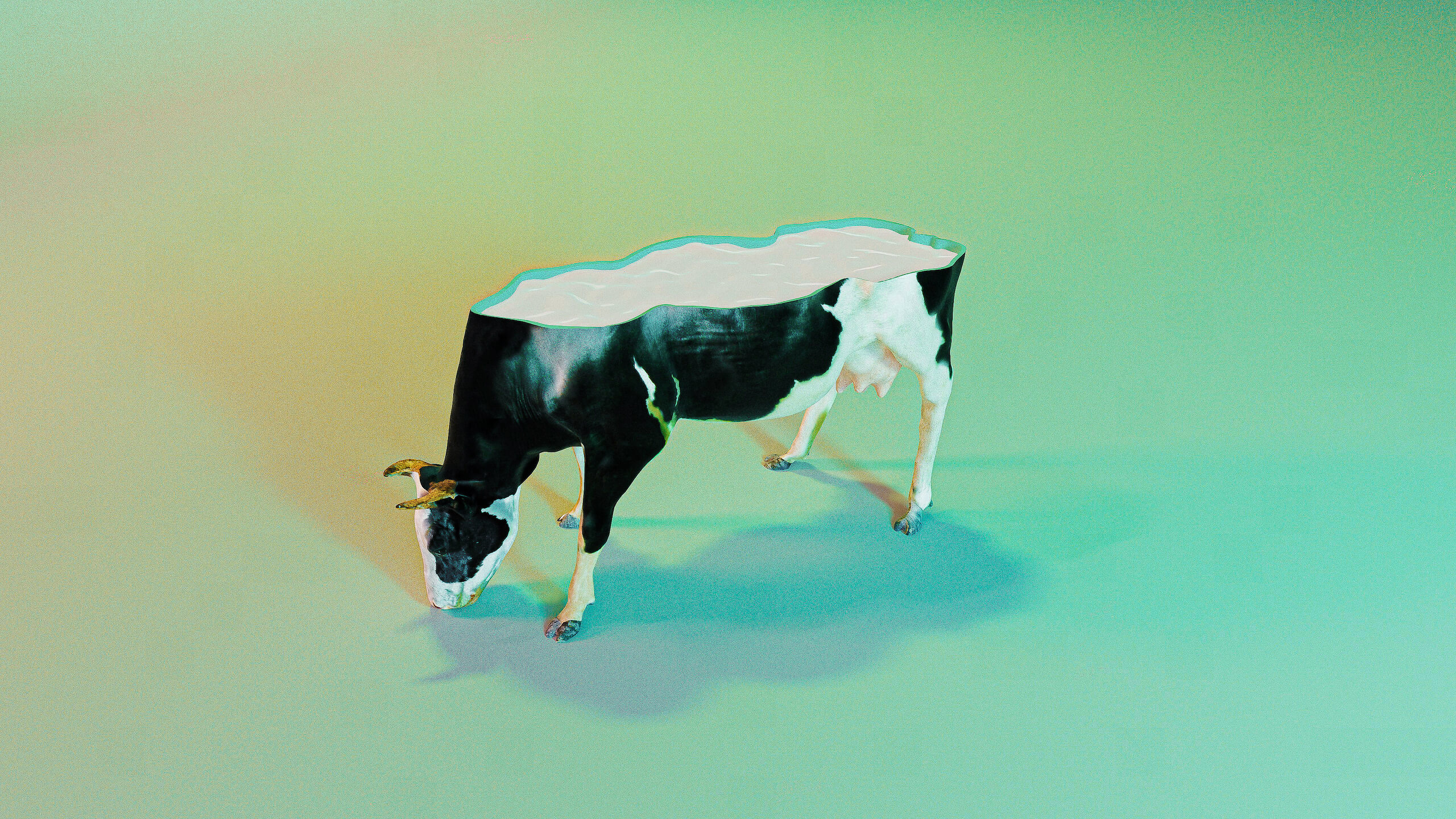 5-cow-milk